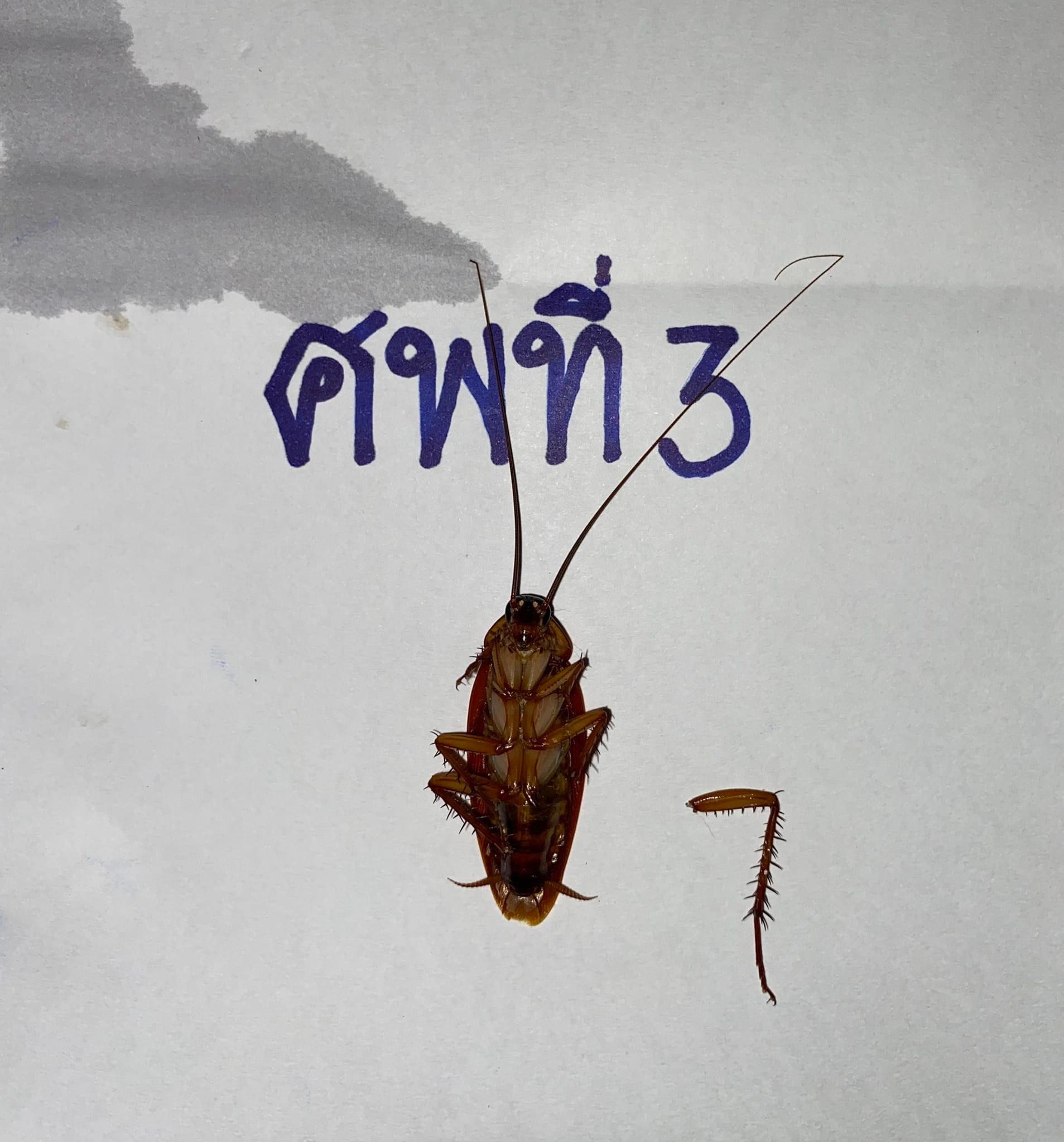 แมลงสาบ