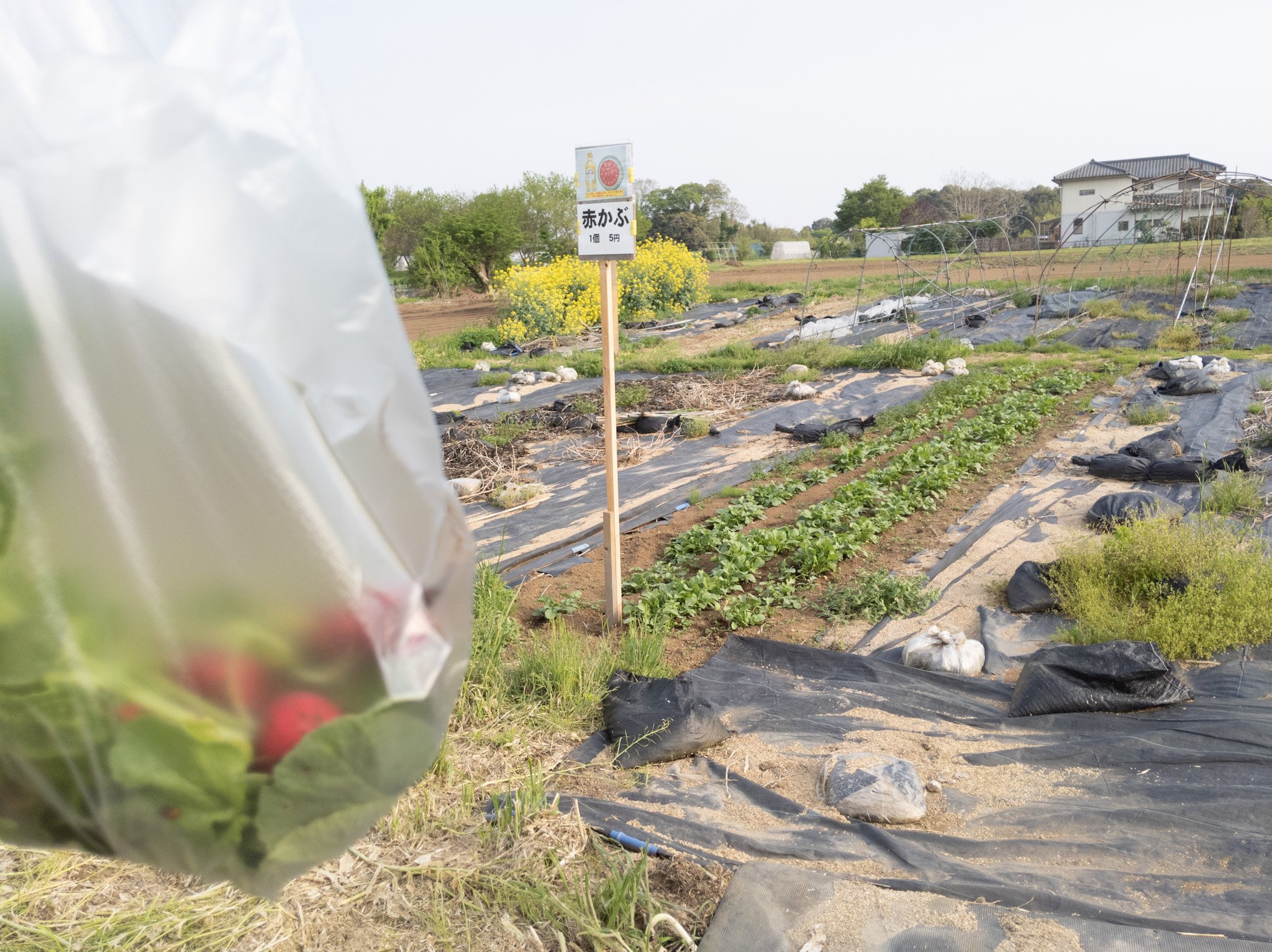 ร้านขายผัก