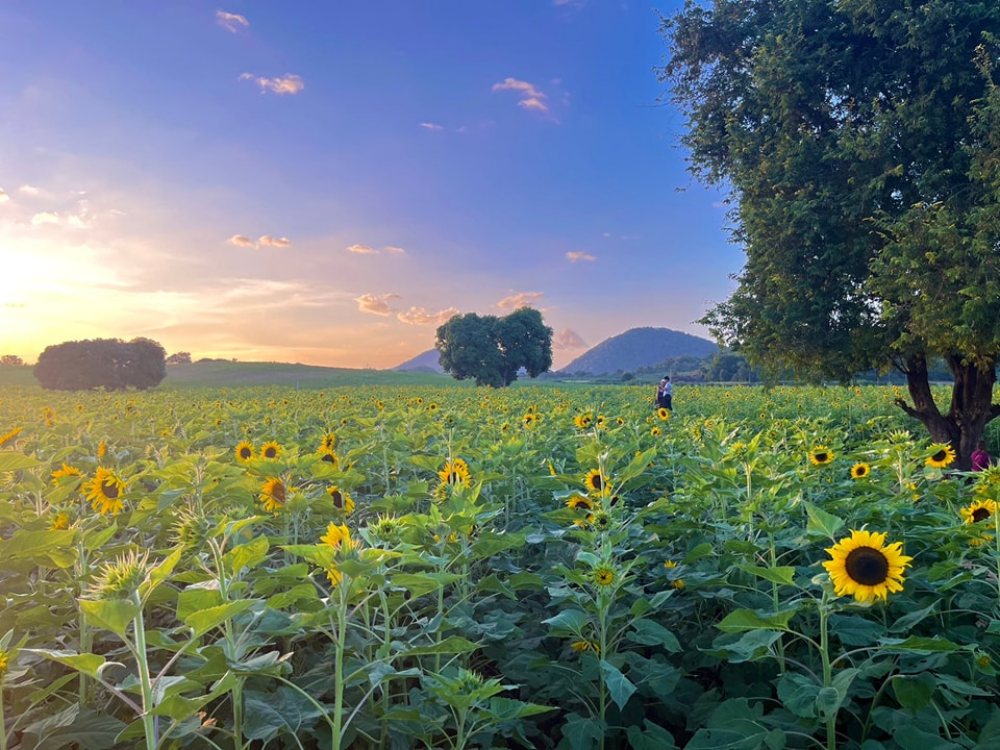 ไร่มณีศร ทุ่งทานตะวัน เขาใหญ่
