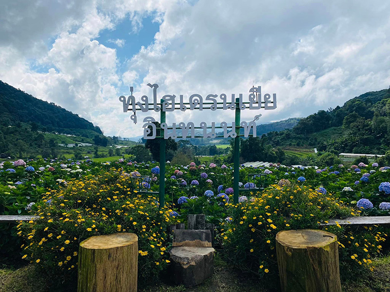 ทุ่งไฮเดรนเยียอินทนนท์ สวนคุณทองดี เชียงใหม่
