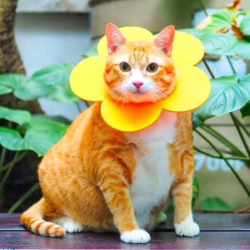 แมวจรจัด