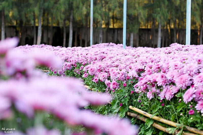 สวนดอกไม้ปทุมเจดีย์ ปทุมธานี