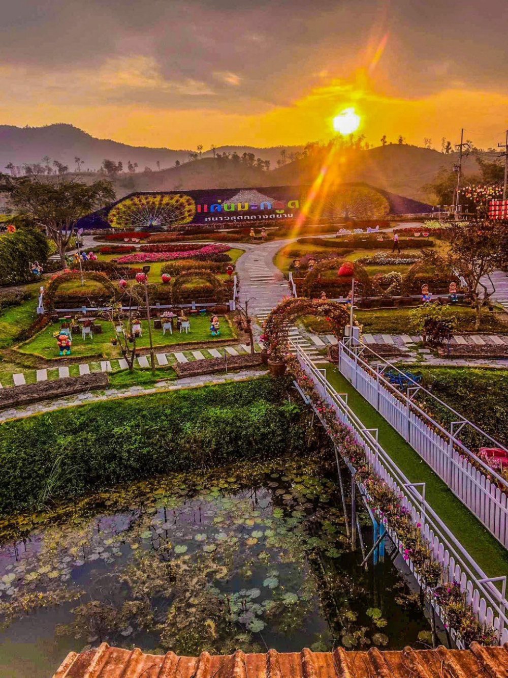 สะพานแห่งความโชคดี แก่นมะกรูด