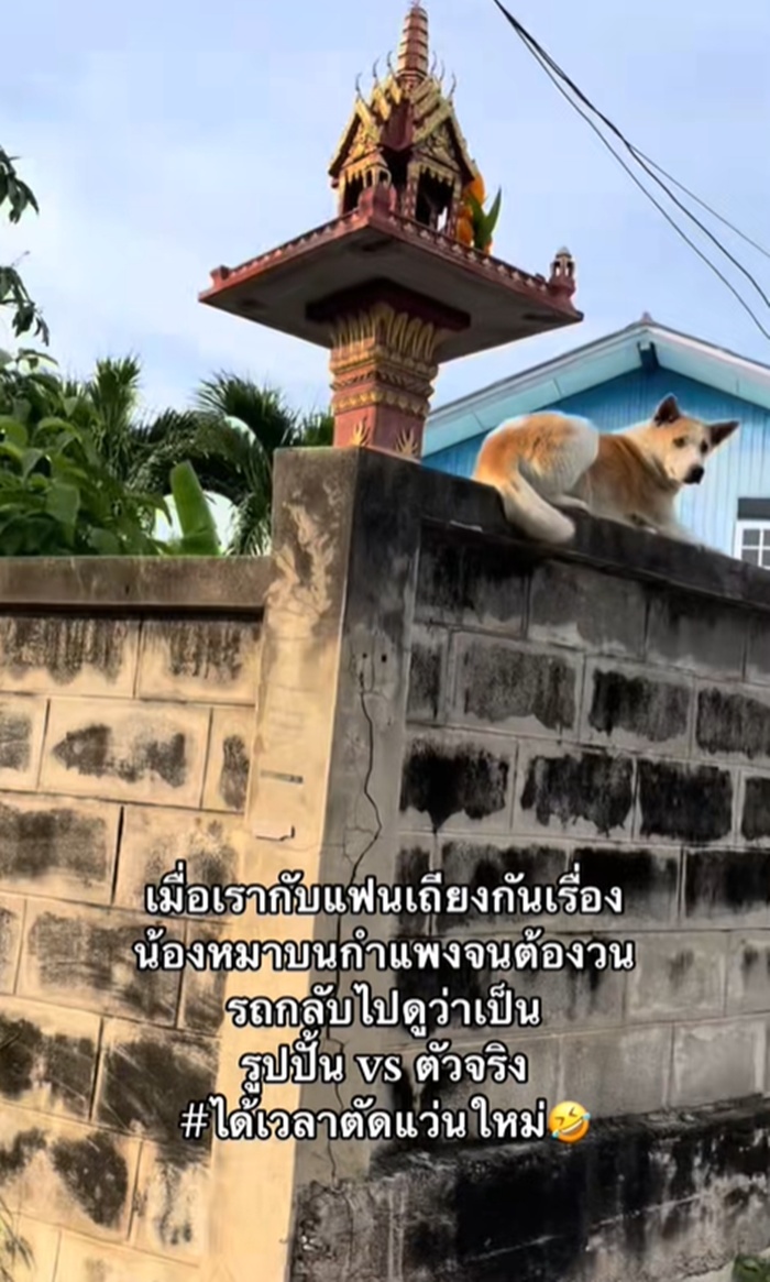หมาบนกำแพง