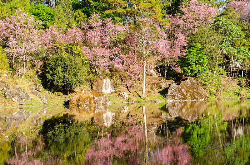 ดอกนางพญาเสือโคร่ง