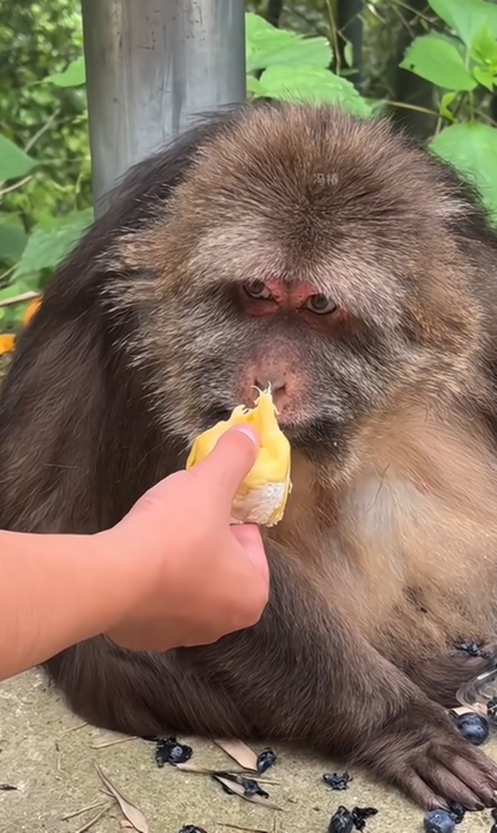 ทุเรียน