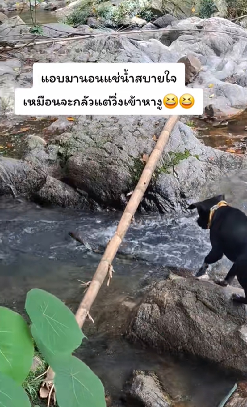 งูจงอาง