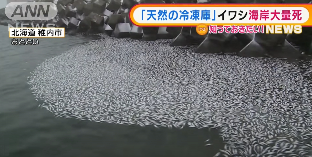 ปลาซาร์ดีน