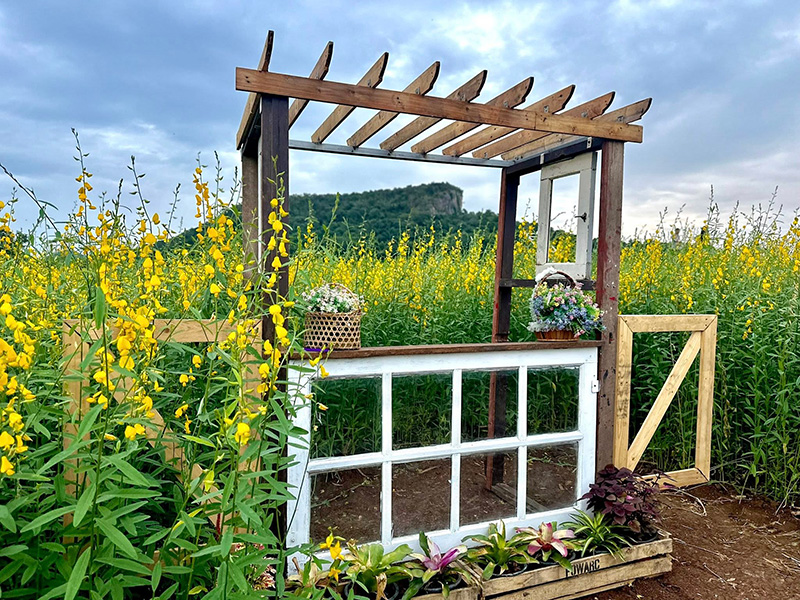 ทุ่งดอกปอเทืองไร่ธรรมชัย 2568 ตากฟ้า นครสวรรค์