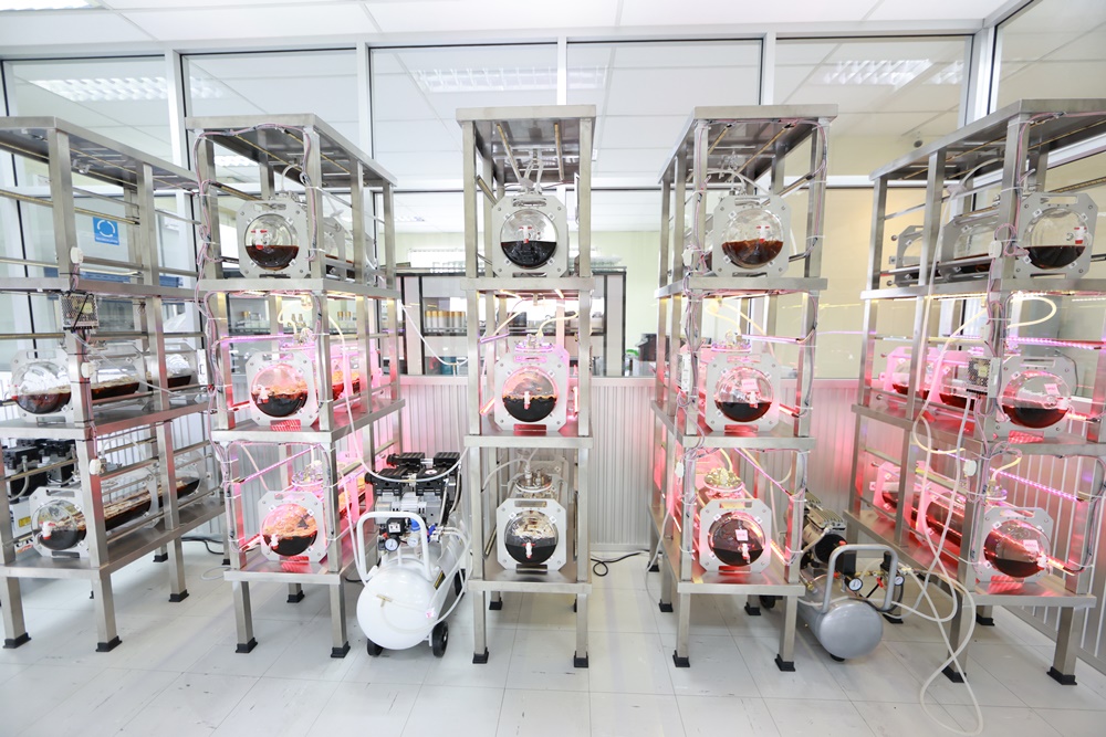 ถั่งเช่า