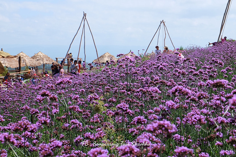 ทุ่งเวอร์บีน่า เขาค้อ