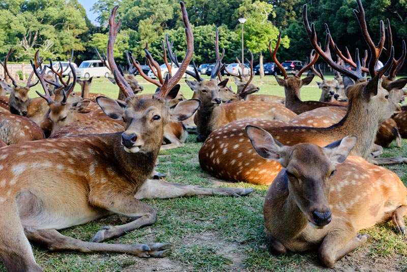 สวนกวางนารา ญี่ปุ่น