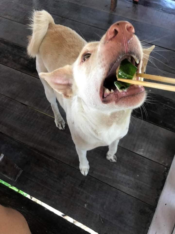 หมาหิว
