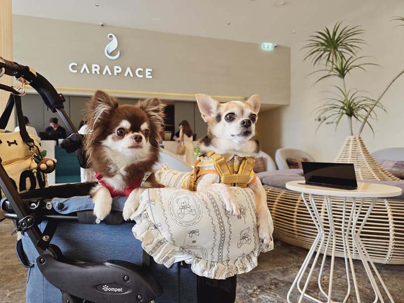 Best Western Plus Carapace Hotel Hua Hin