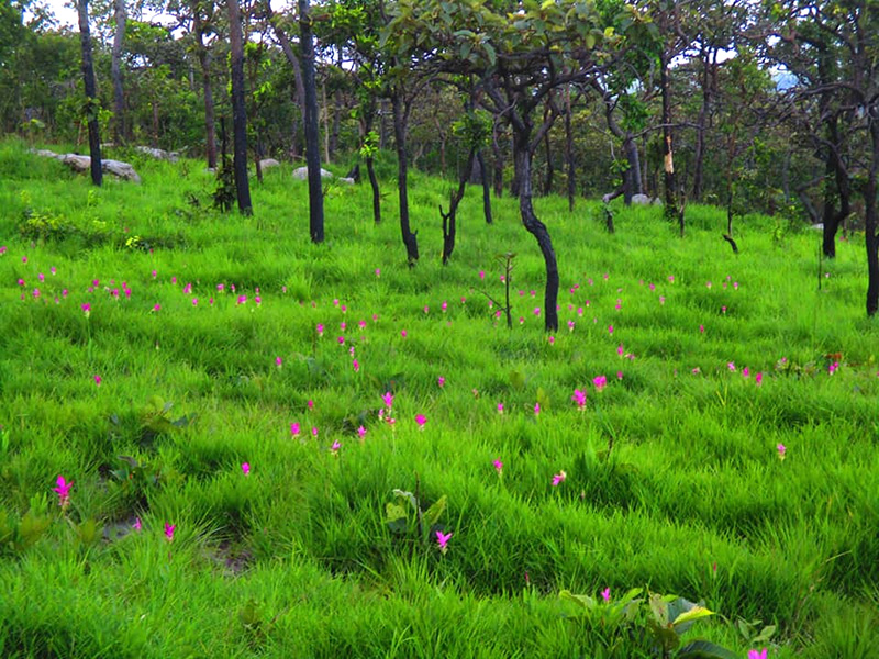 ทุ่งดอกกระเจียว 2564