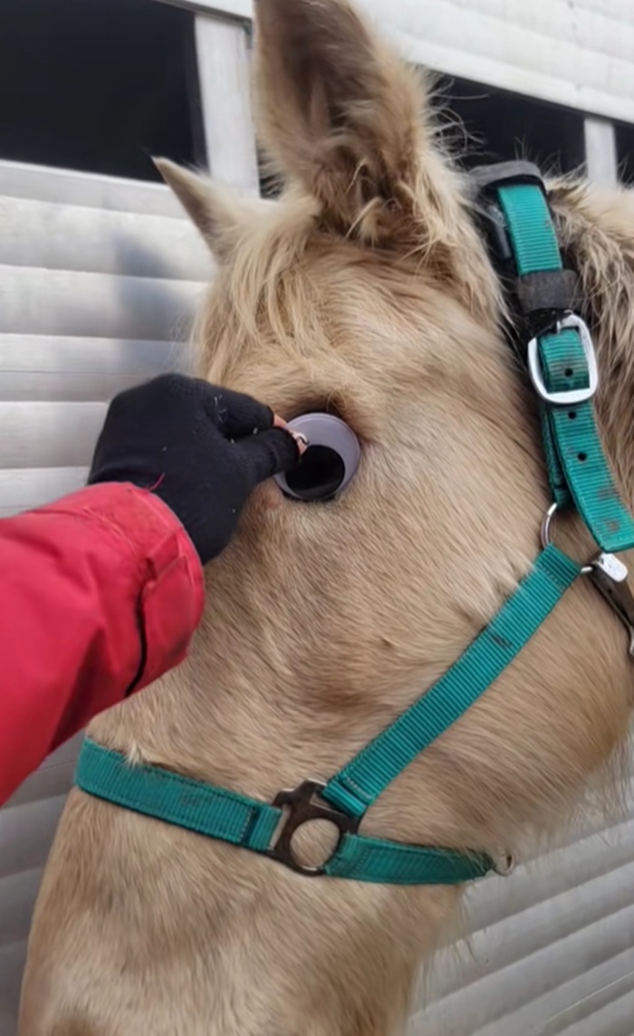 ม้าตาบอด