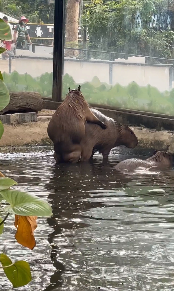 คาปิบารา