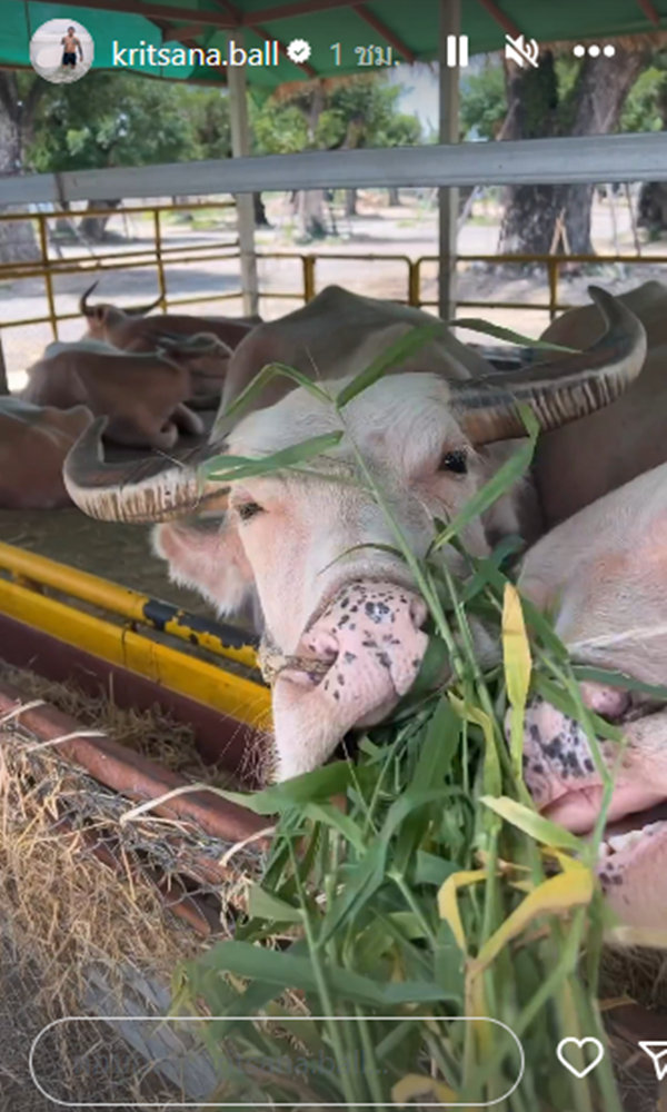 บอล กฤษณะ