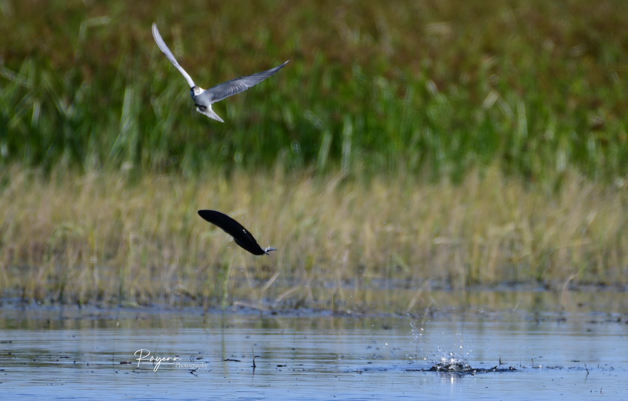 นกนางนวล