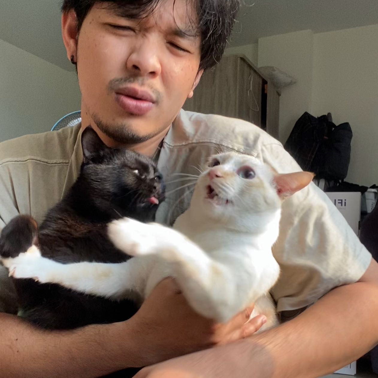 แมวตีกัน
