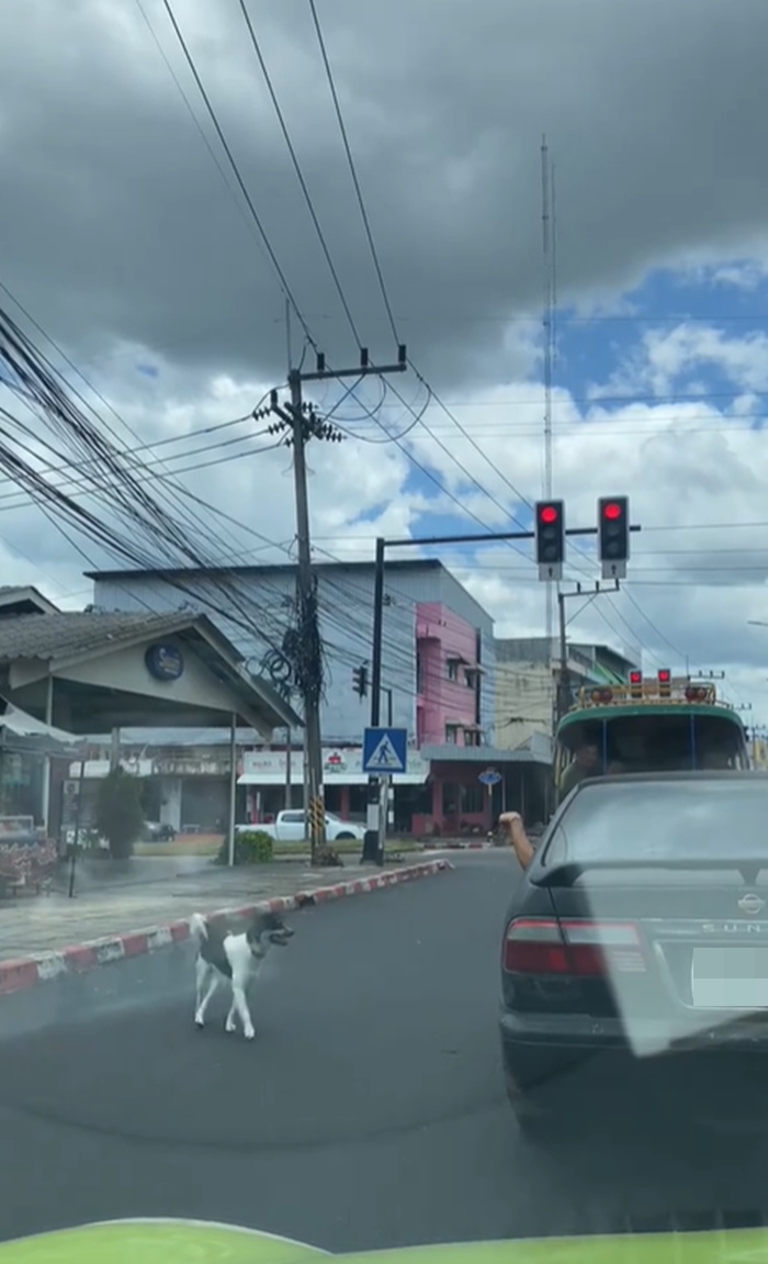 หมาหนีเที่ยว