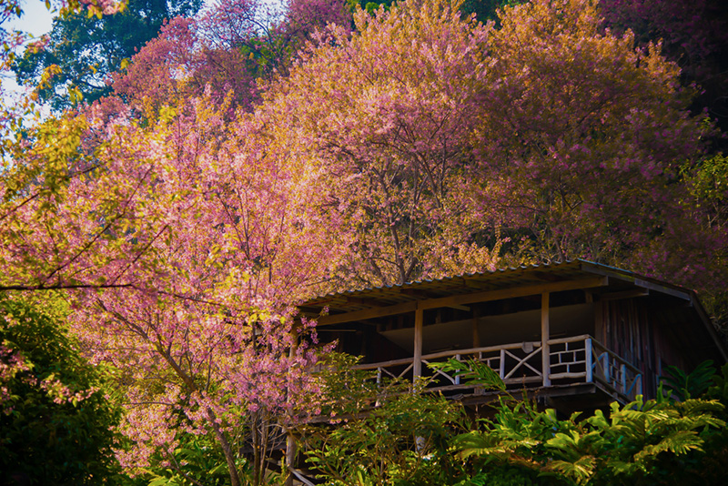 ดอกนางพญาเสือโคร่ง