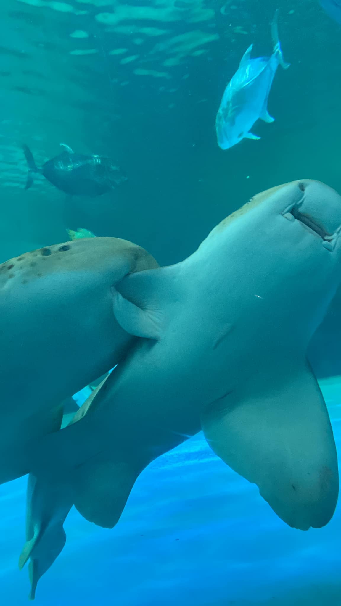 งับครีบ