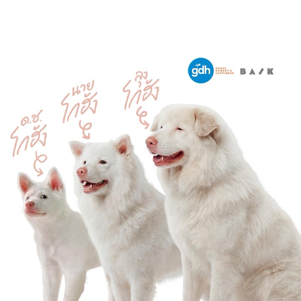 หนัง โกฮัง หัวใจโกโฮม หนังเกี่ยวกับสุนัข หนังใหม่ GDH 2569