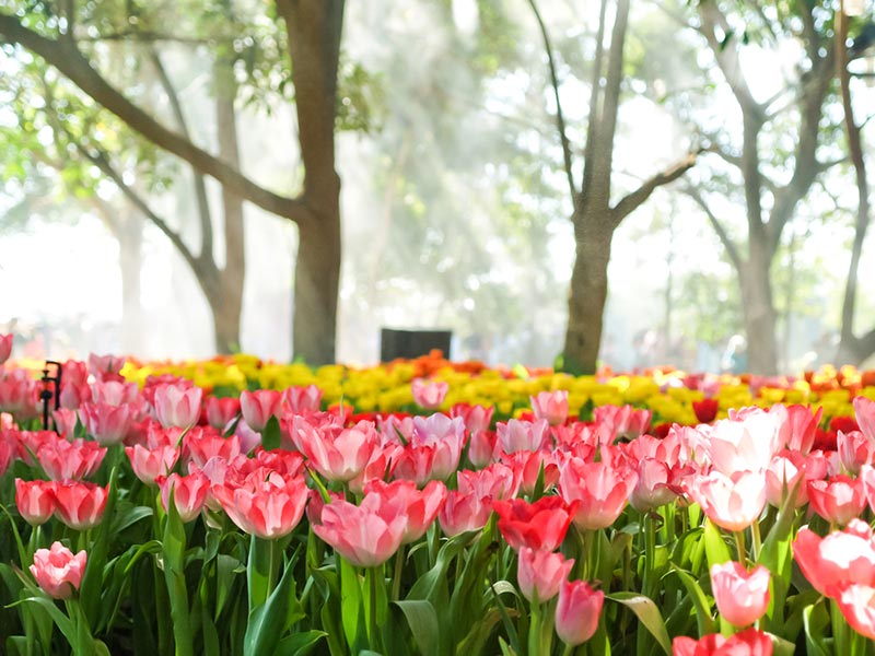 งานเชียงรายดอกไม้งาม