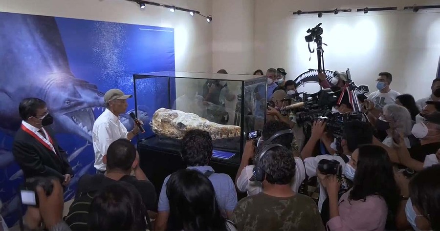 กะโหลกวาฬดึกดำบรรพ์