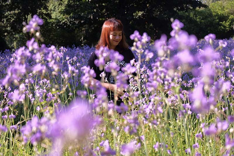 ทุ่งดอกหงอนนาค ไร่ศักดิ์สุภา