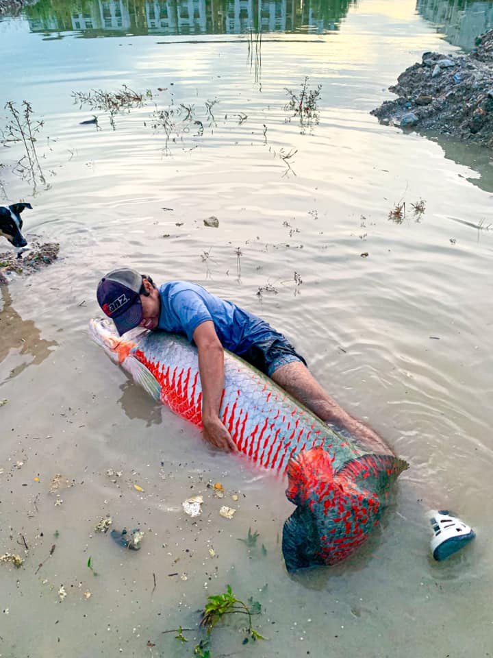 ปลาช่อนยักษ์อเมซอน