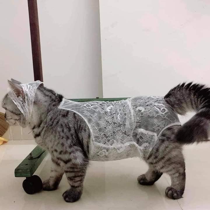 ชุดนอนไม่ได้นอน
