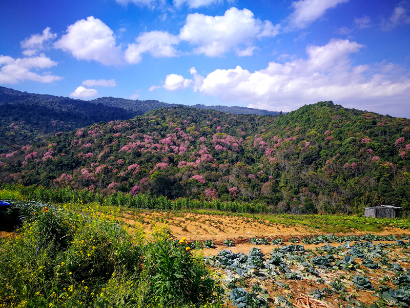 ดอกนางพญาเสือโคร่งผลิบาน ภูทับเบิก