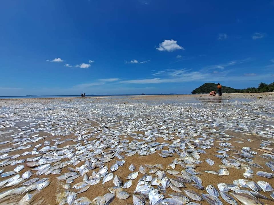 ปลาเกยตื้น