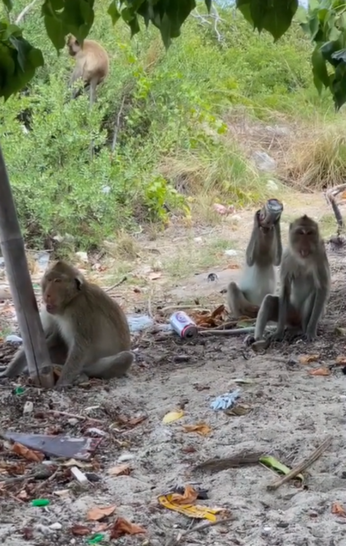 ลิงขโมย