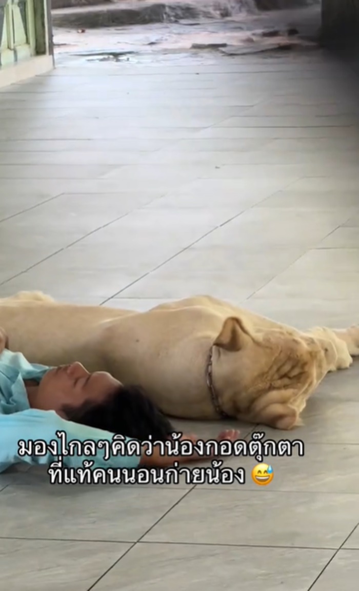 เสือนอน