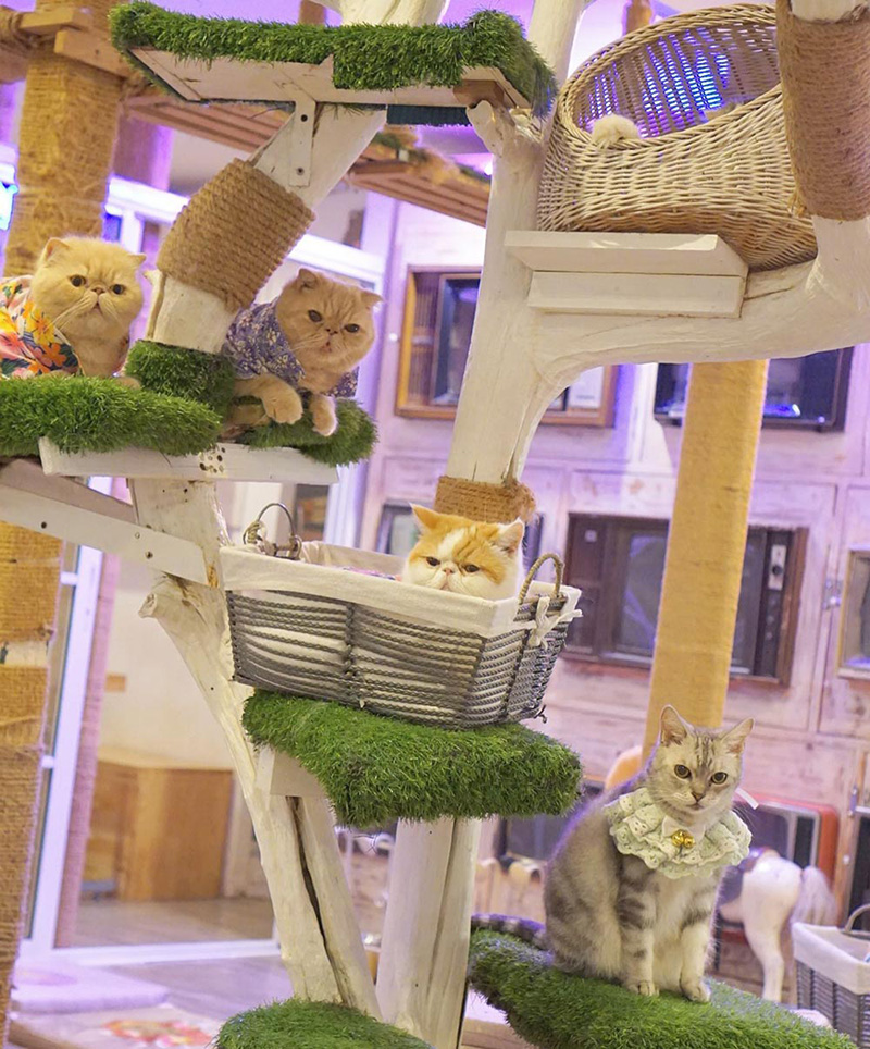 คาเฟ่แมว