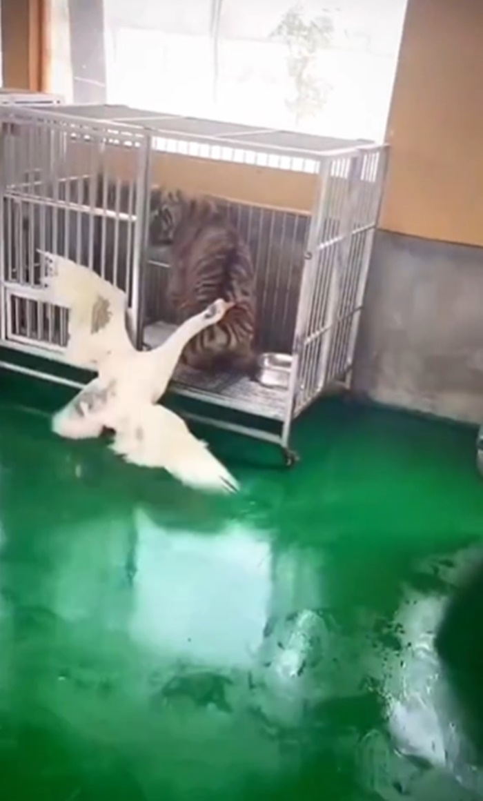 ลูกเสือ