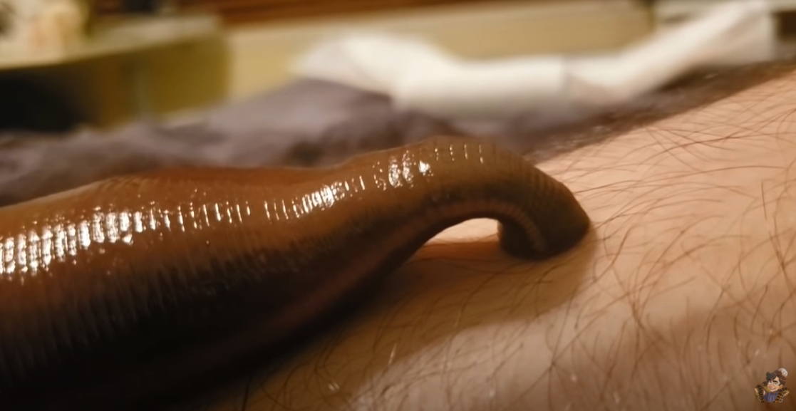 ปลิงยักษ์