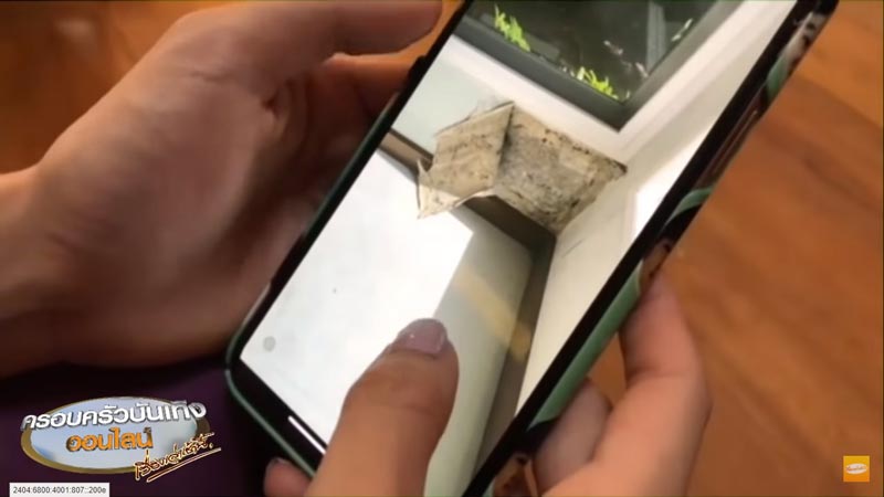 พลอย ชิดจันทร์