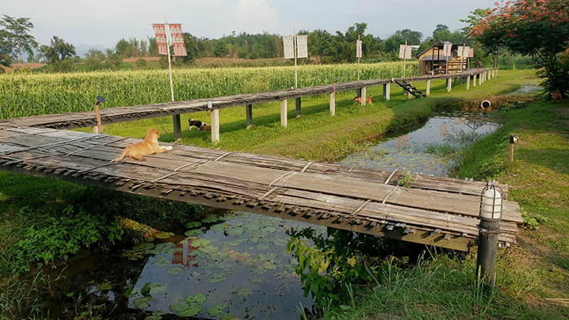 ที่พักวิวทุ่งนา