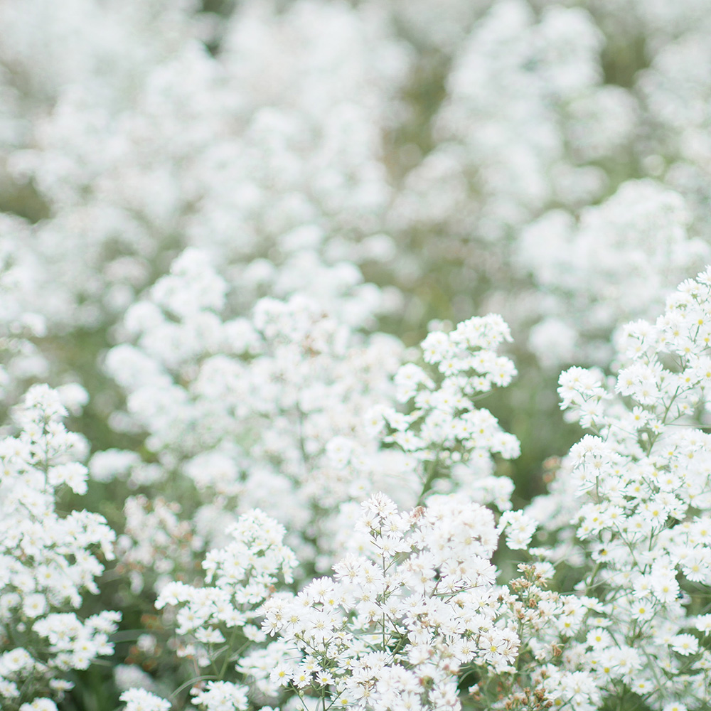 สวนดอกไม้ เขาค้อ