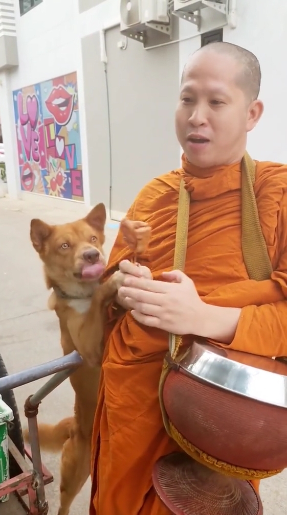 หมาหิว
