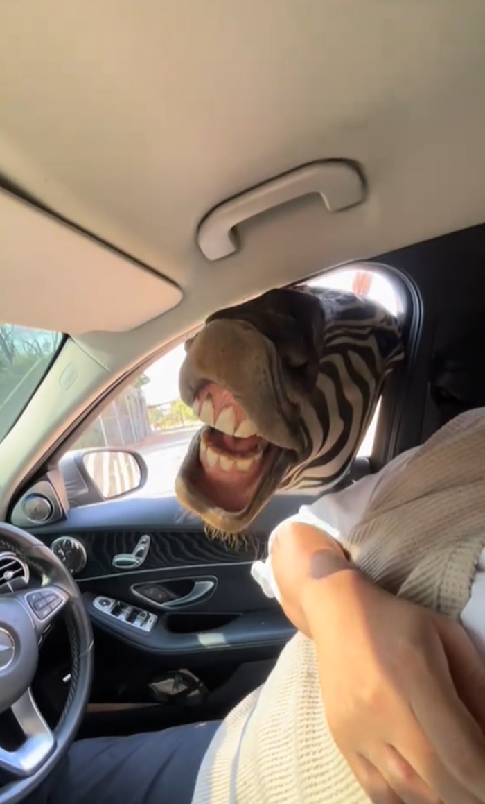 ขับรถดูสัตว์