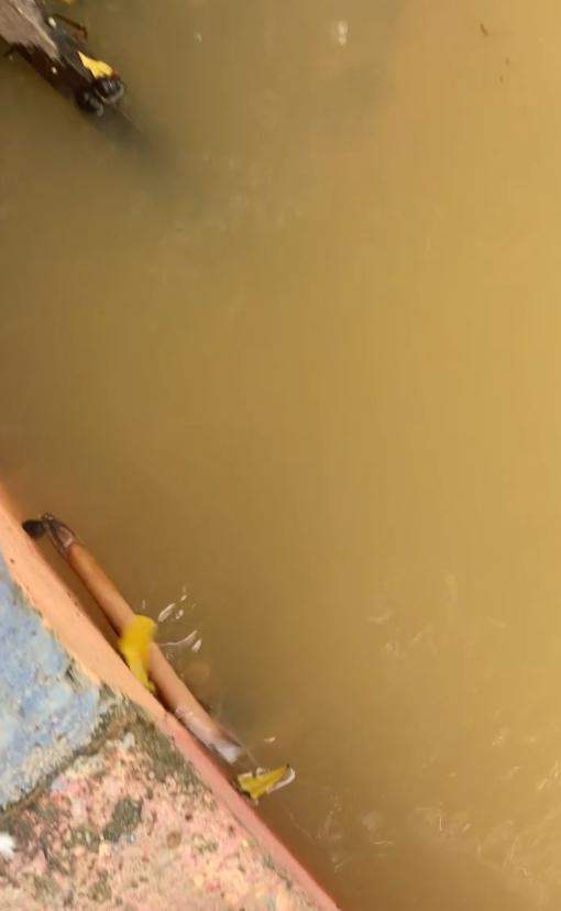 ปล่อยปลาไหล