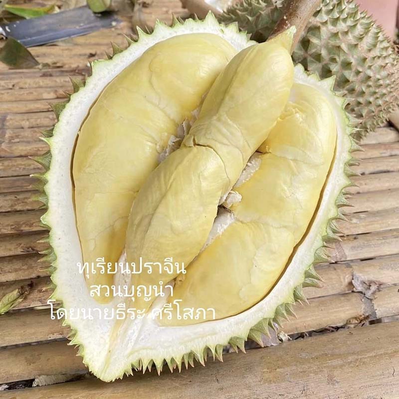 สวนบุญนำ ทุเรียนปราจีนบุรี
