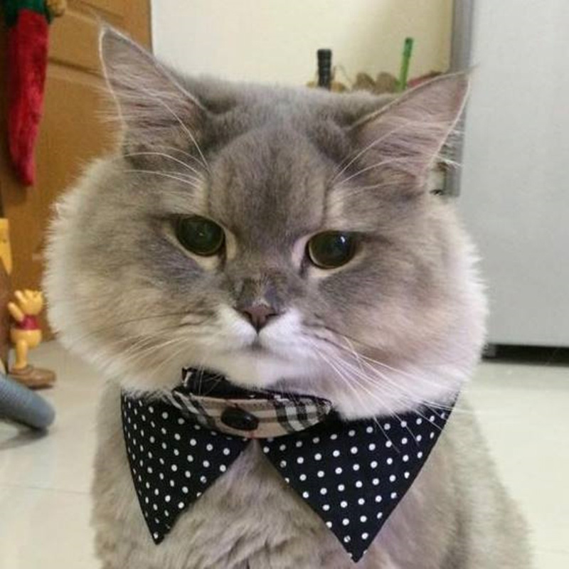 เพจแมวน่ารัก ๆ