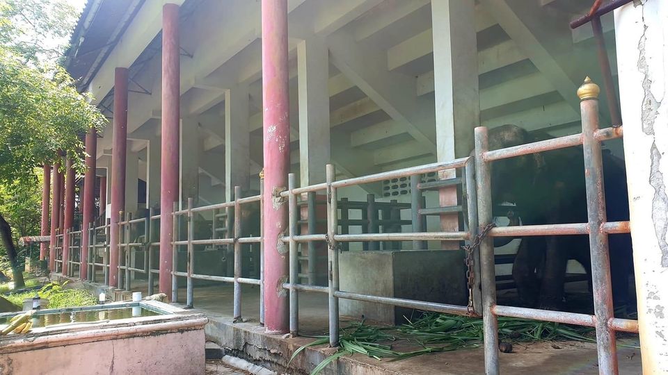 ช่วยเหลือช้าง