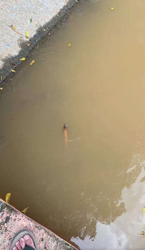 ปล่อยปลาไหล